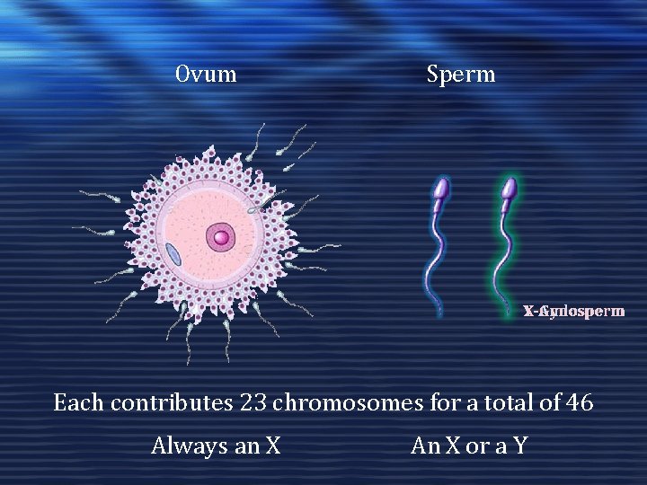 Ovum Sperm Y-Andosperm X-Gynosperm Each contributes 23 chromosomes for a total of 46 Always