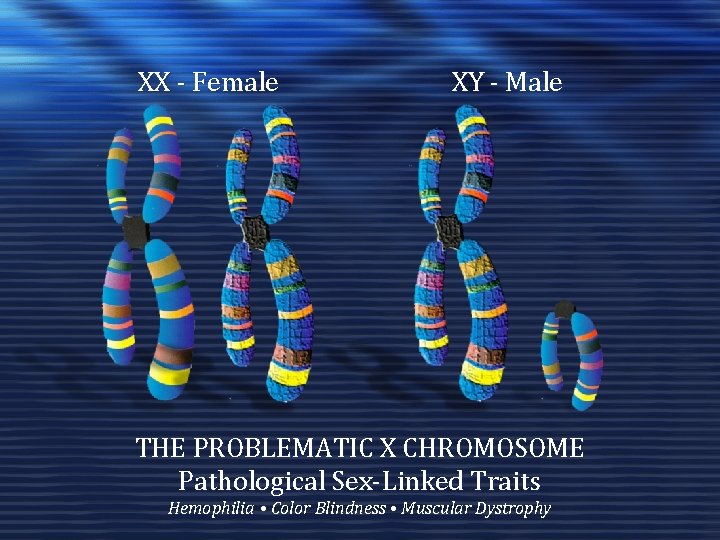 XX - Female XY - Male THE PROBLEMATIC X CHROMOSOME Pathological Sex-Linked Traits Hemophilia