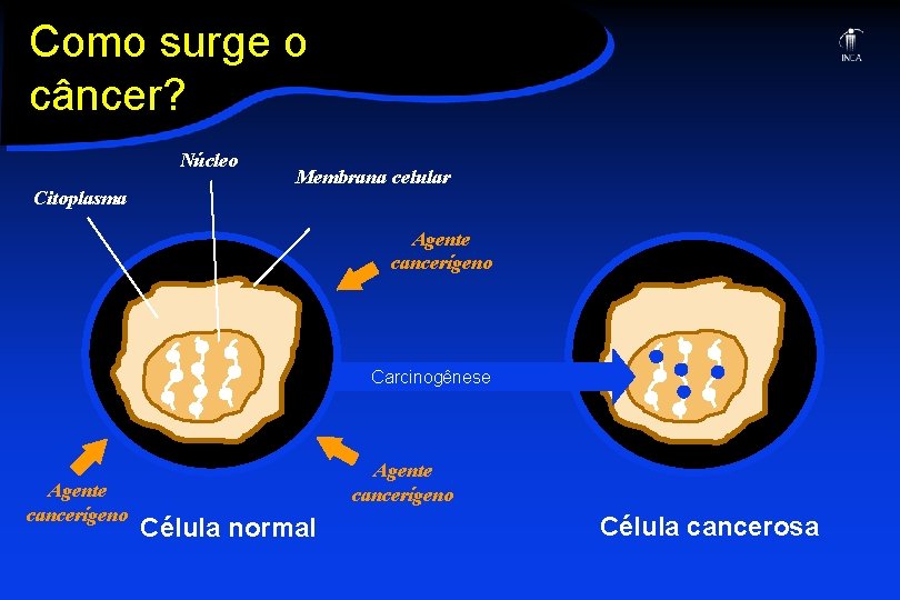 Como surge o câncer? Núcleo Citoplasma Membrana celular Agente cancerígeno Carcinogênese Agente cancerígeno Célula