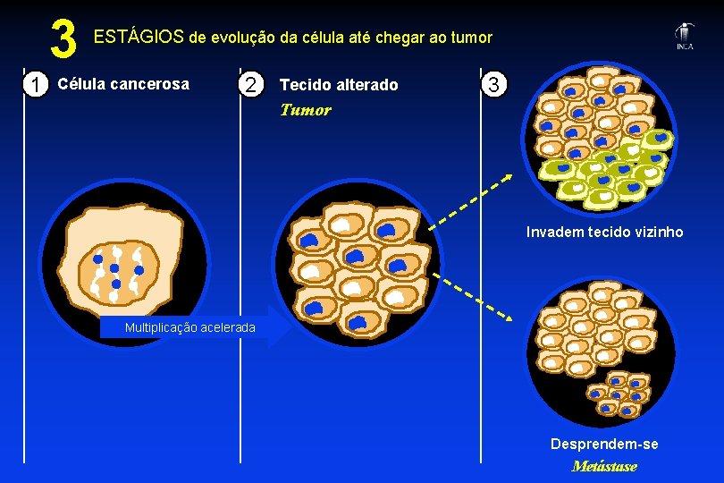 3 1 ESTÁGIOS de evolução da célula até chegar ao tumor Célula cancerosa 2