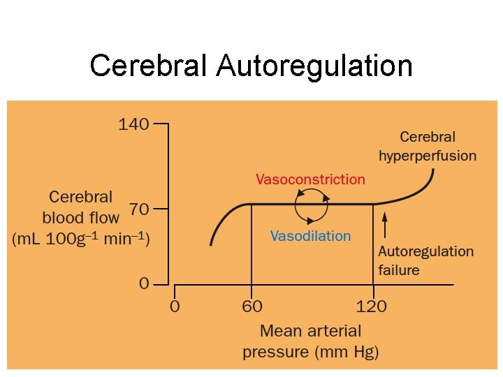 Cerebral Autoregulation 