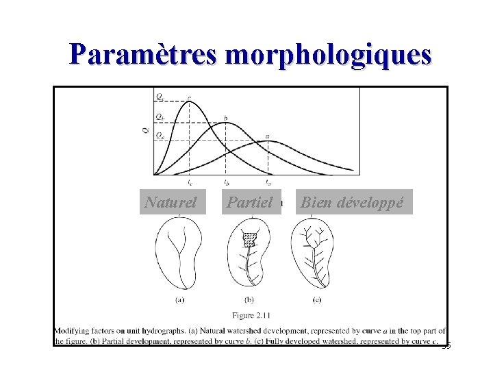 Paramètres morphologiques Naturel Partiel Bien développé 35 