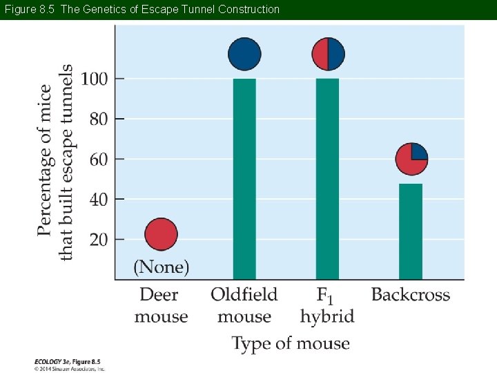 Figure 8. 5 The Genetics of Escape Tunnel Construction 