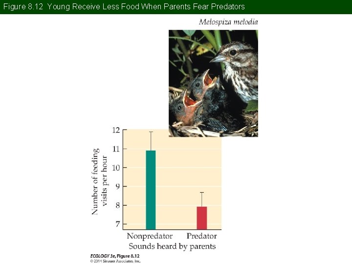 Figure 8. 12 Young Receive Less Food When Parents Fear Predators 