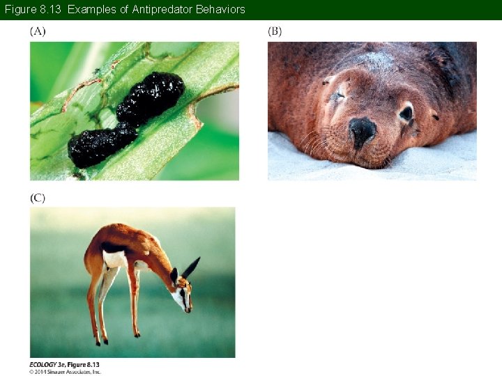 Figure 8. 13 Examples of Antipredator Behaviors 