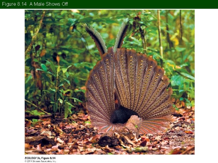 Figure 8. 14 A Male Shows Off 