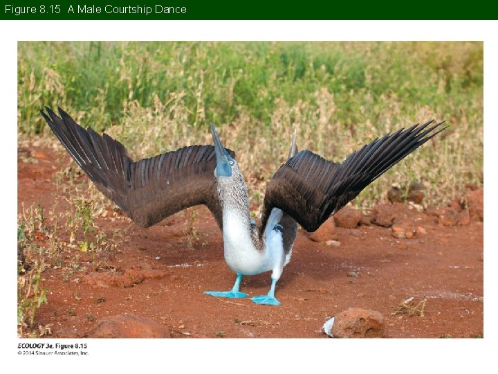 Figure 8. 15 A Male Courtship Dance 