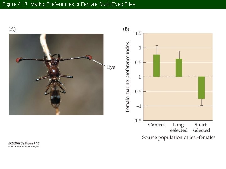 Figure 8. 17 Mating Preferences of Female Stalk-Eyed Flies 