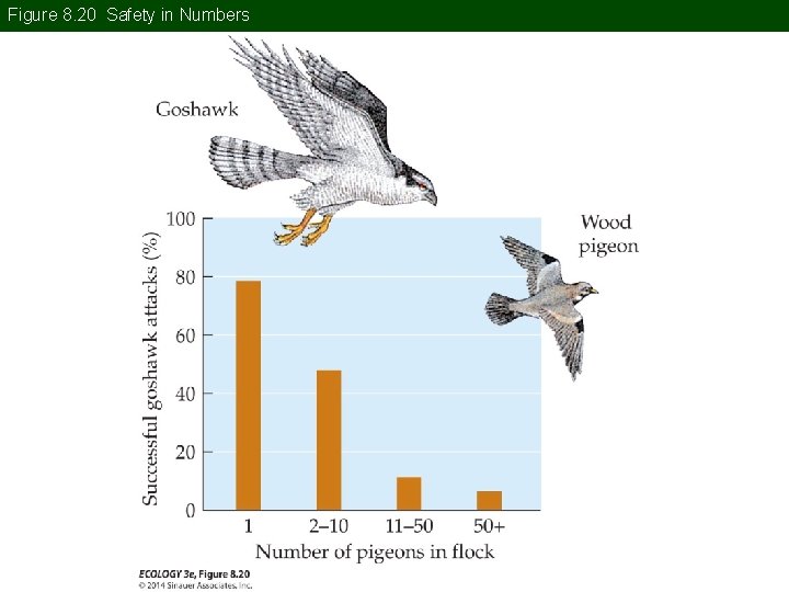 Figure 8. 20 Safety in Numbers 