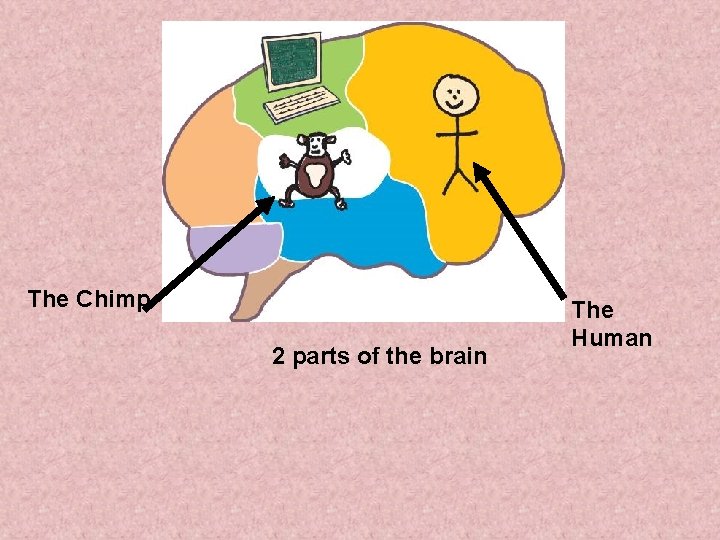 The Chimp 2 parts of the brain The Human 