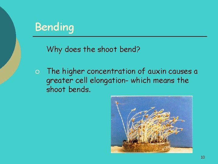 Bending Why does the shoot bend? ¡ The higher concentration of auxin causes a