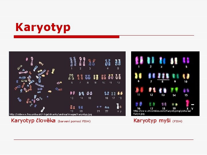 Karyotyp http: //oldwww. fns. uniba. sk/~kge/stranky/andrea/images/karyotyp. jpg Karyotyp člověka (barvení pomocí FISH) http: //www.