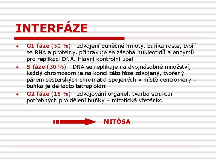 INTERFÁZE v v v G 1 fáze (50 %) - zdvojení buněčné hmoty, buňka
