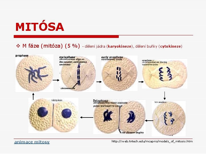 MITÓSA v M fáze (mitóza) (5 %) animace mitosy - dělení jádra (karyokineze), dělení