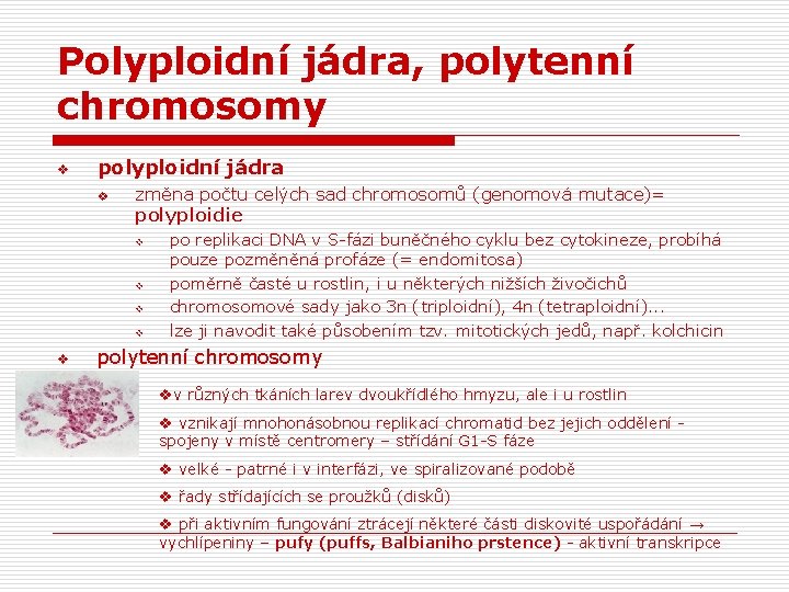 Polyploidní jádra, polytenní chromosomy v polyploidní jádra v změna počtu celých sad chromosomů (genomová