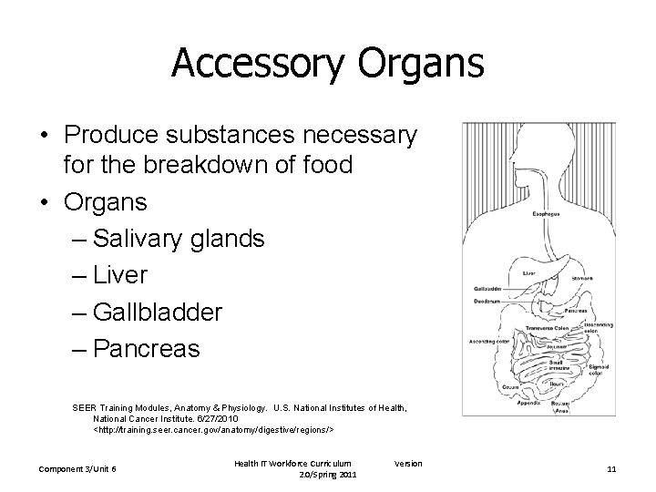 Accessory Organs • Produce substances necessary for the breakdown of food • Organs –