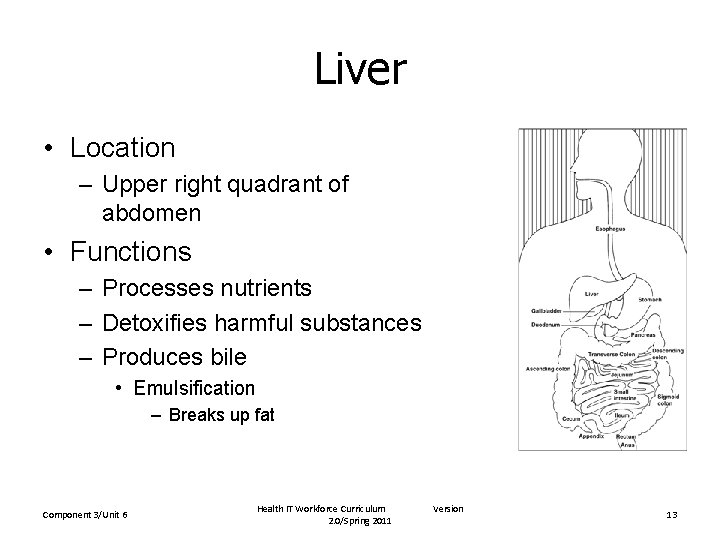 Liver • Location – Upper right quadrant of abdomen • Functions – Processes nutrients