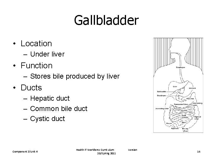 Gallbladder • Location – Under liver • Function – Stores bile produced by liver