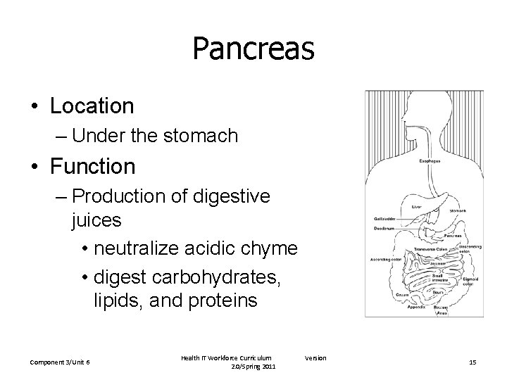 Pancreas • Location – Under the stomach • Function – Production of digestive juices