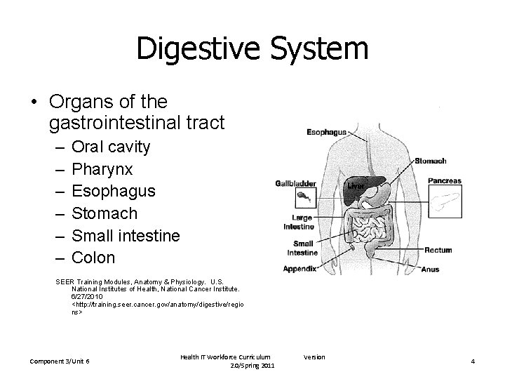 Digestive System • Organs of the gastrointestinal tract – – – Oral cavity Pharynx