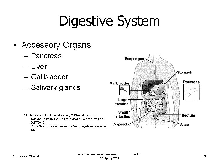 Digestive System • Accessory Organs – – Pancreas Liver Gallbladder Salivary glands SEER Training
