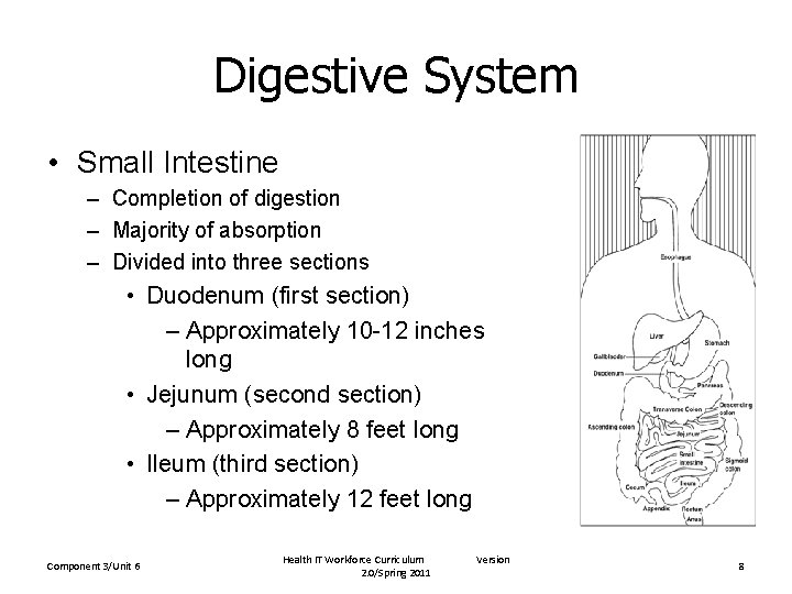Digestive System • Small Intestine – Completion of digestion – Majority of absorption –