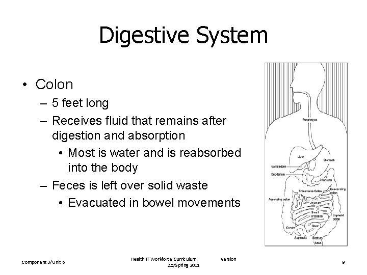 Digestive System • Colon – 5 feet long – Receives fluid that remains after