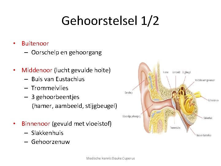 Gehoorstelsel 1/2 • Buitenoor – Oorschelp en gehoorgang • Middenoor (lucht gevulde holte) –