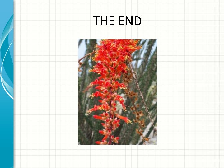 THE END 
