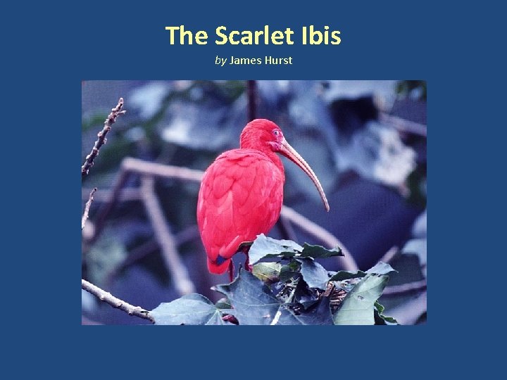 The Scarlet Ibis by James Hurst 