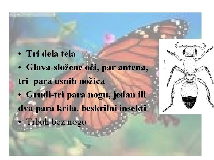  • Tri dela tela • Glava-složene oči, par antena, tri para usnih nožica