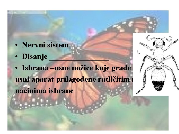  • Nervni sistem ________ • Disanje ________ • Ishrana –usne nožice koje grade