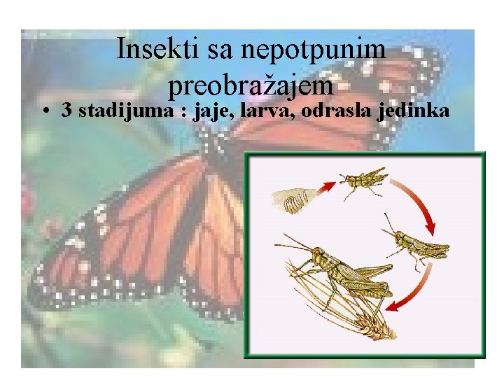 Insekti sa nepotpunim preobražajem • 3 stadijuma : jaje, larva, odrasla jedinka 