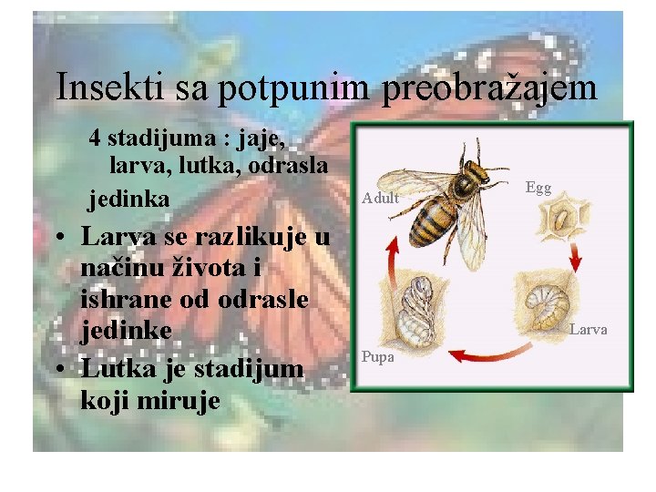 Insekti sa potpunim preobražajem 4 stadijuma : jaje, larva, lutka, odrasla jedinka • Larva