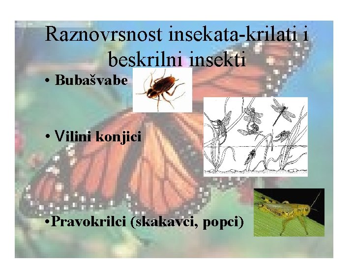 Raznovrsnost insekata-krilati i beskrilni insekti • Bubašvabe • Vilini konjici • Pravokrilci (skakavci, popci)