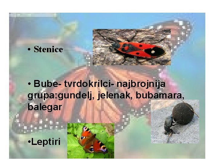  • Stenice • Bube- tvrdokrilci- najbrojnija grupa: gundelj, jelenak, bubamara, balegar • Leptiri