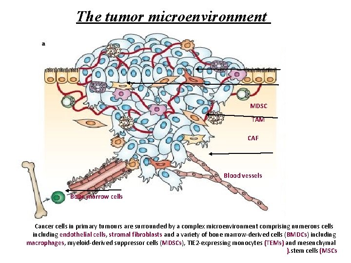 The tumor microenvironment MDSC TAM CAF Blood vessels Bone marrow cells Cancer cells in