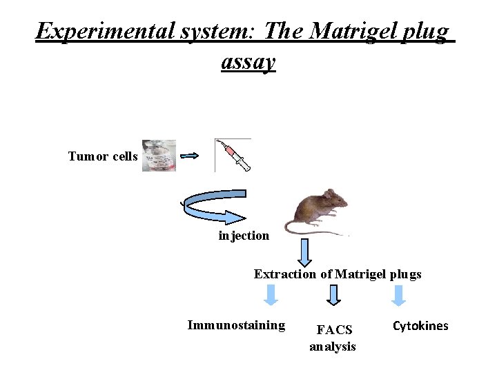 Experimental system: The Matrigel plug assay Tumor cells injection Extraction of Matrigel plugs Immunostaining