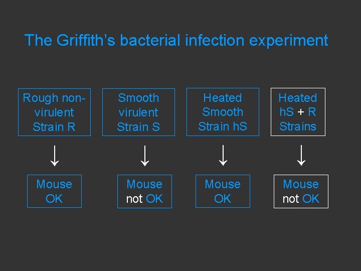 The Griffith’s bacterial infection experiment Rough nonvirulent Strain R Smooth virulent Strain S Heated