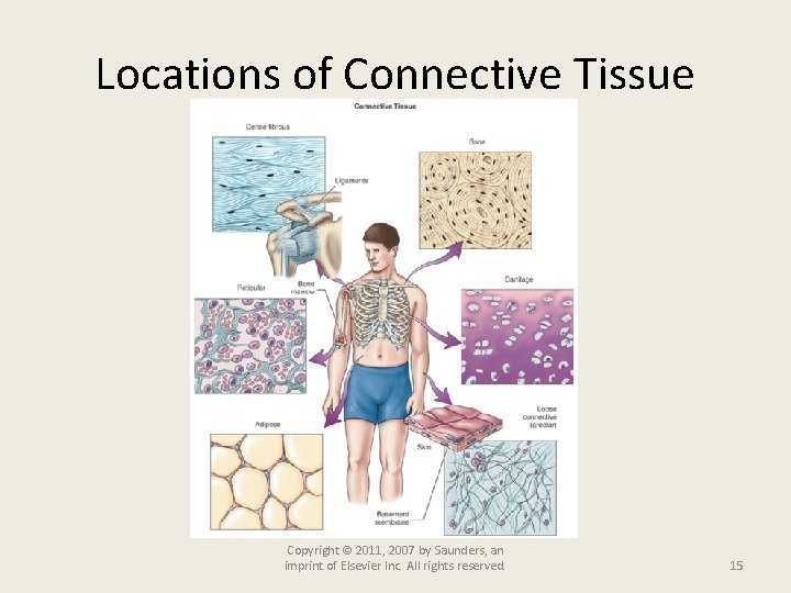 Locations of Connective Tissue Copyright © 2011, 2007 by Saunders, an imprint of Elsevier