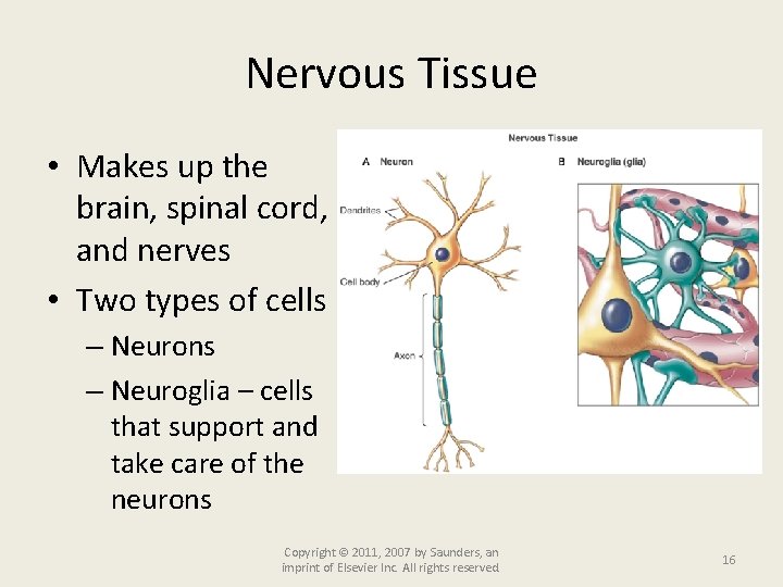 Nervous Tissue • Makes up the brain, spinal cord, and nerves • Two types