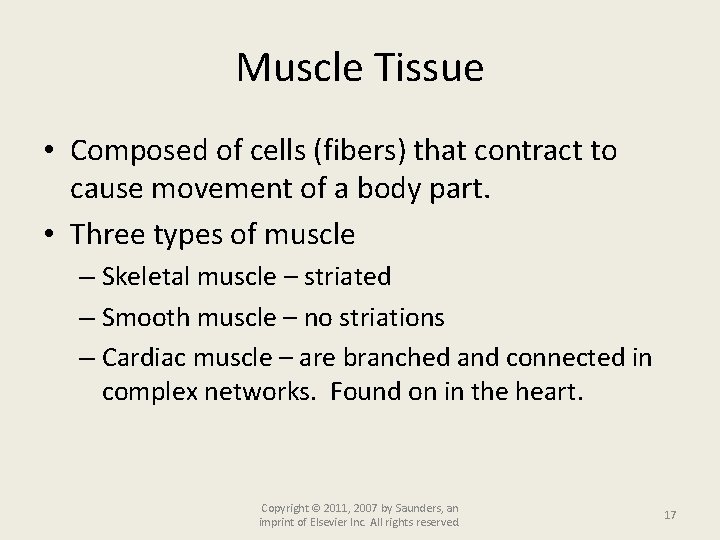 Muscle Tissue • Composed of cells (fibers) that contract to cause movement of a