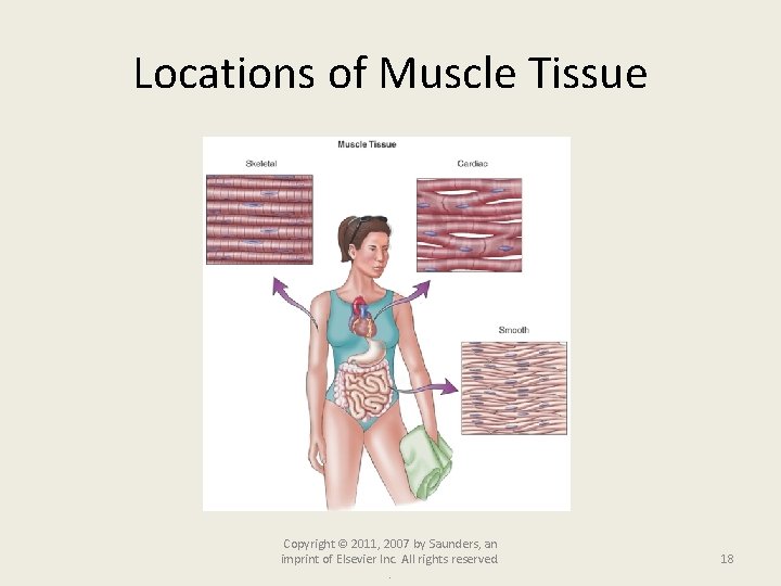 Locations of Muscle Tissue Copyright © 2011, 2007 by Saunders, an imprint of Elsevier