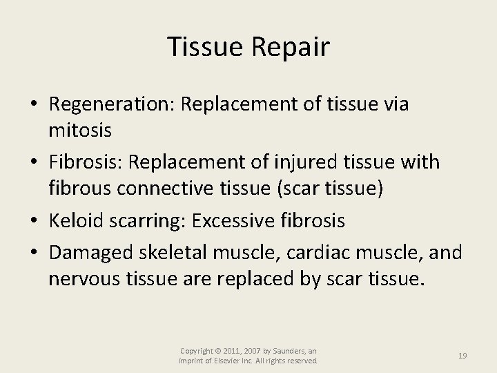 Tissue Repair • Regeneration: Replacement of tissue via mitosis • Fibrosis: Replacement of injured