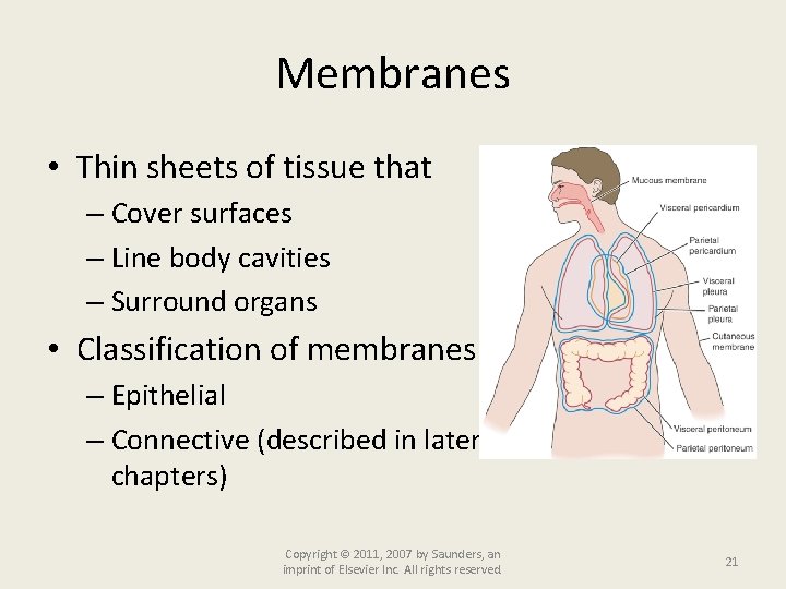 Membranes • Thin sheets of tissue that – Cover surfaces – Line body cavities