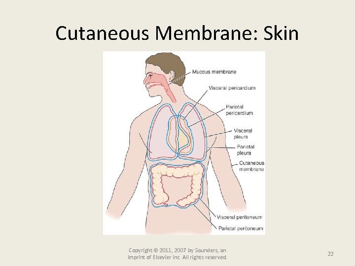 Cutaneous Membrane: Skin Copyright © 2011, 2007 by Saunders, an imprint of Elsevier Inc.