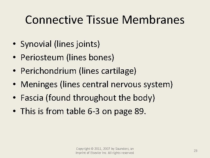Connective Tissue Membranes • • • Synovial (lines joints) Periosteum (lines bones) Perichondrium (lines