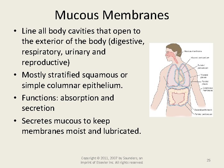 Mucous Membranes • Line all body cavities that open to the exterior of the