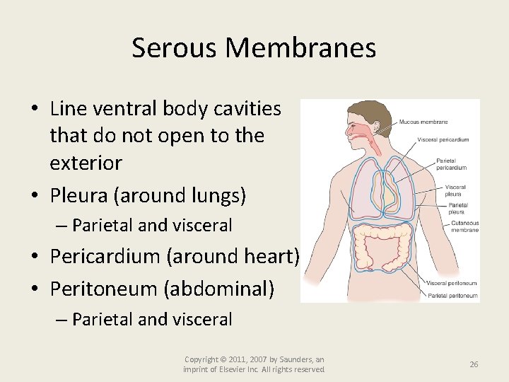 Serous Membranes • Line ventral body cavities that do not open to the exterior