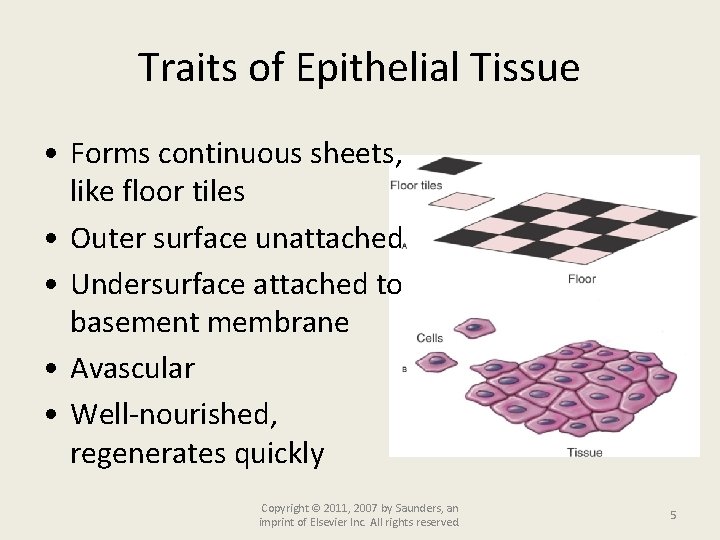 Traits of Epithelial Tissue • Forms continuous sheets, like floor tiles • Outer surface